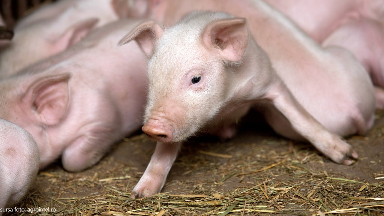 A fost descoperit un nou focar de pestă porcină în județul Sibiu. În satul Armeni au fost 14 cazuri confirmate